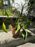 Joepii Variegated