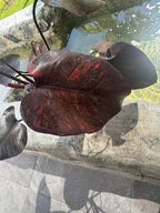 Orange princess galaxy