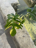 Pedatum Variegado