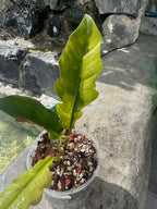 Jungle boogie variegado