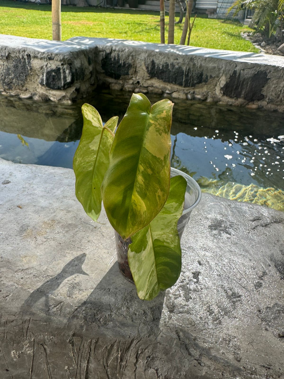 Florida beauty x paraíso verde