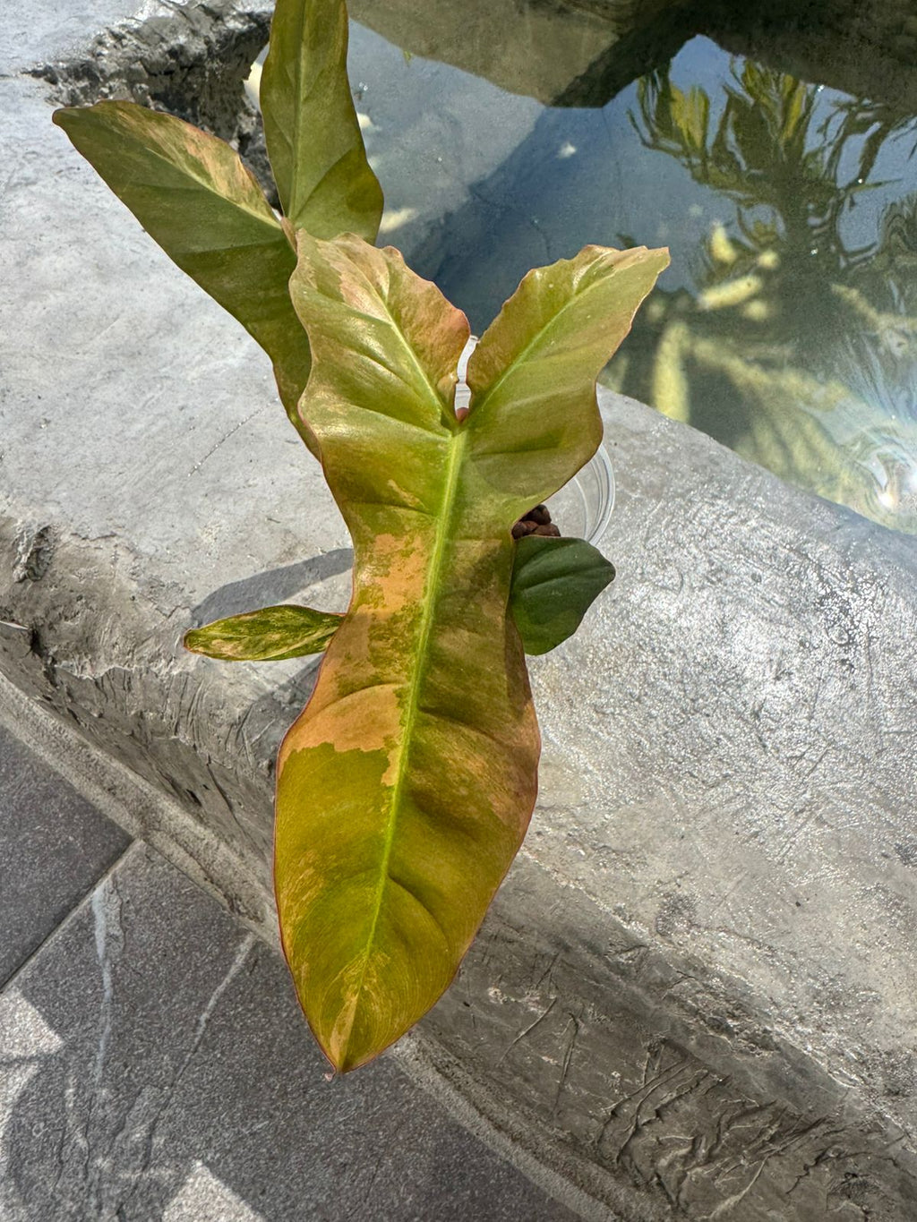 Jennifer variegado, Florida Beauty x billietiae variegado