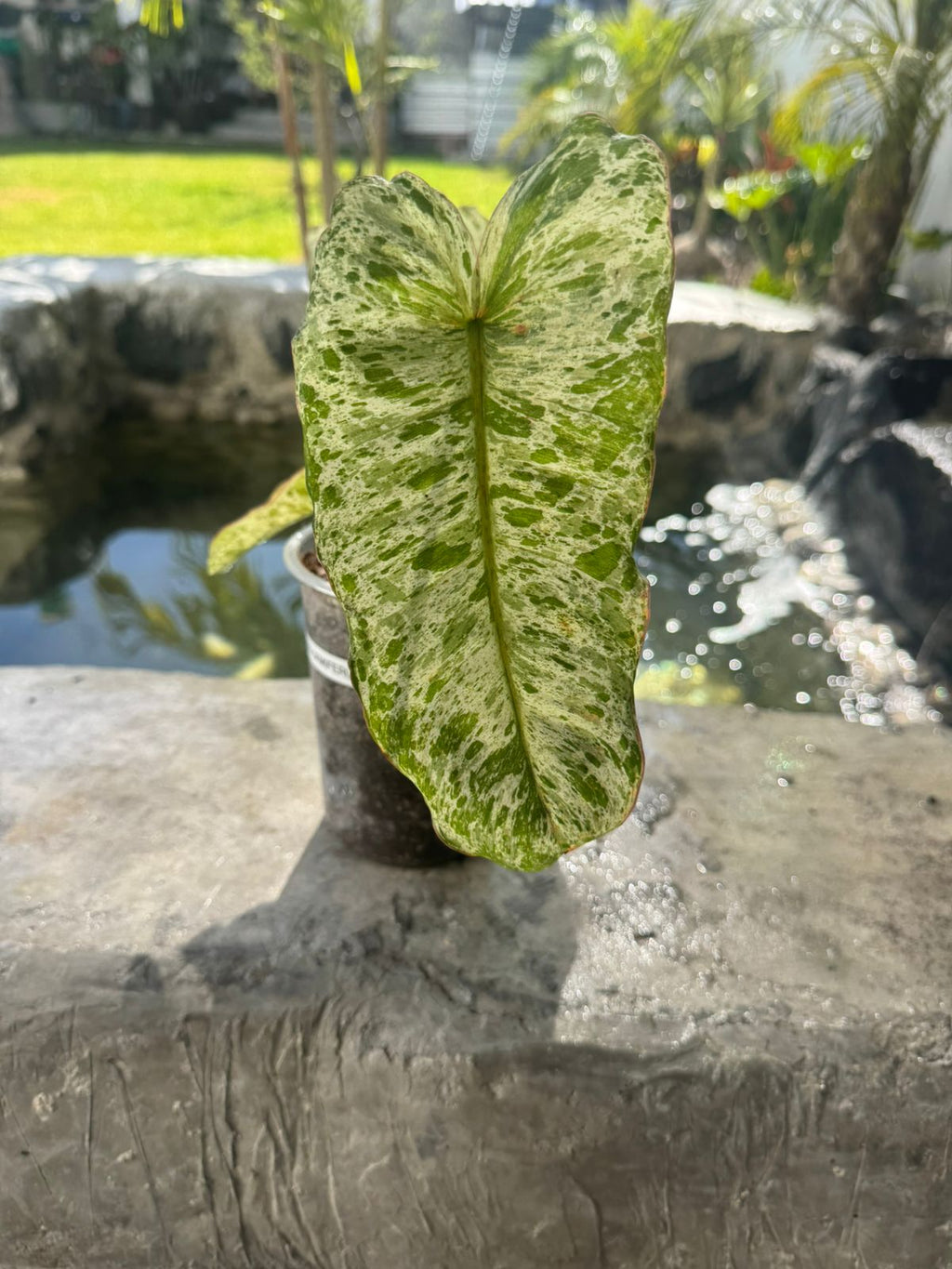 Paraíso verde x squamiferum variegado