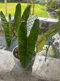 Billietiae