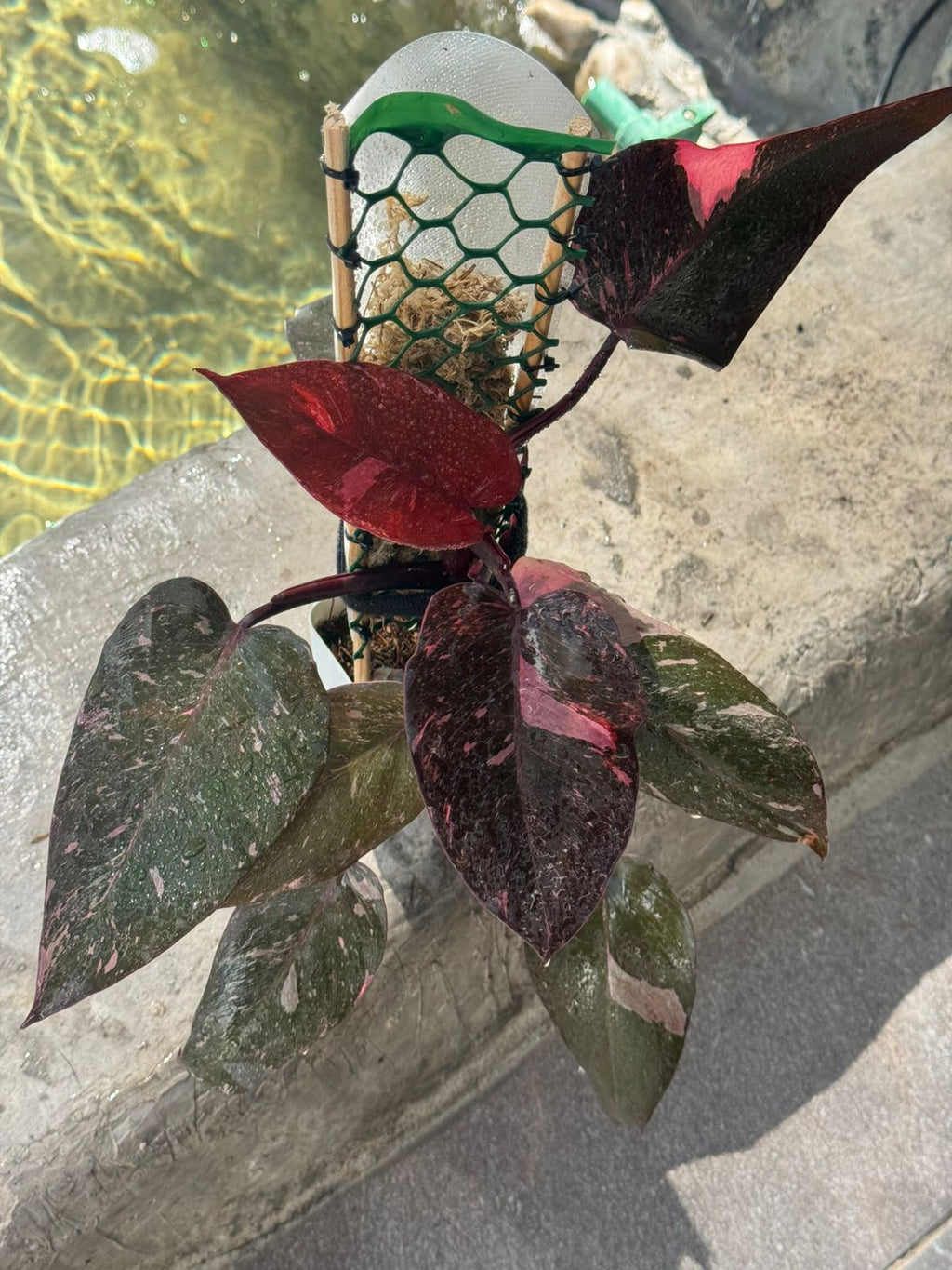 Pink princess galaxi