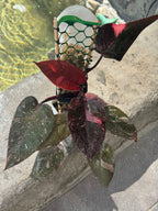 Pink princess galaxi