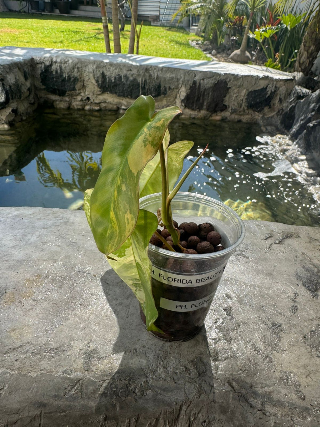 Florida beauty x paraíso verde