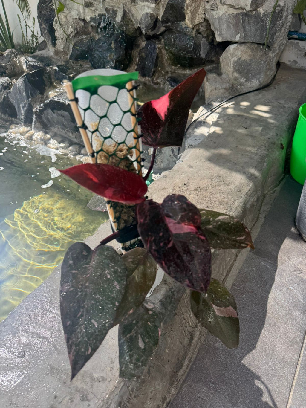 Pink princess galaxi