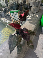 Pink princess galaxi