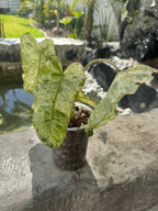 Paraíso verde x squamiferum variegado