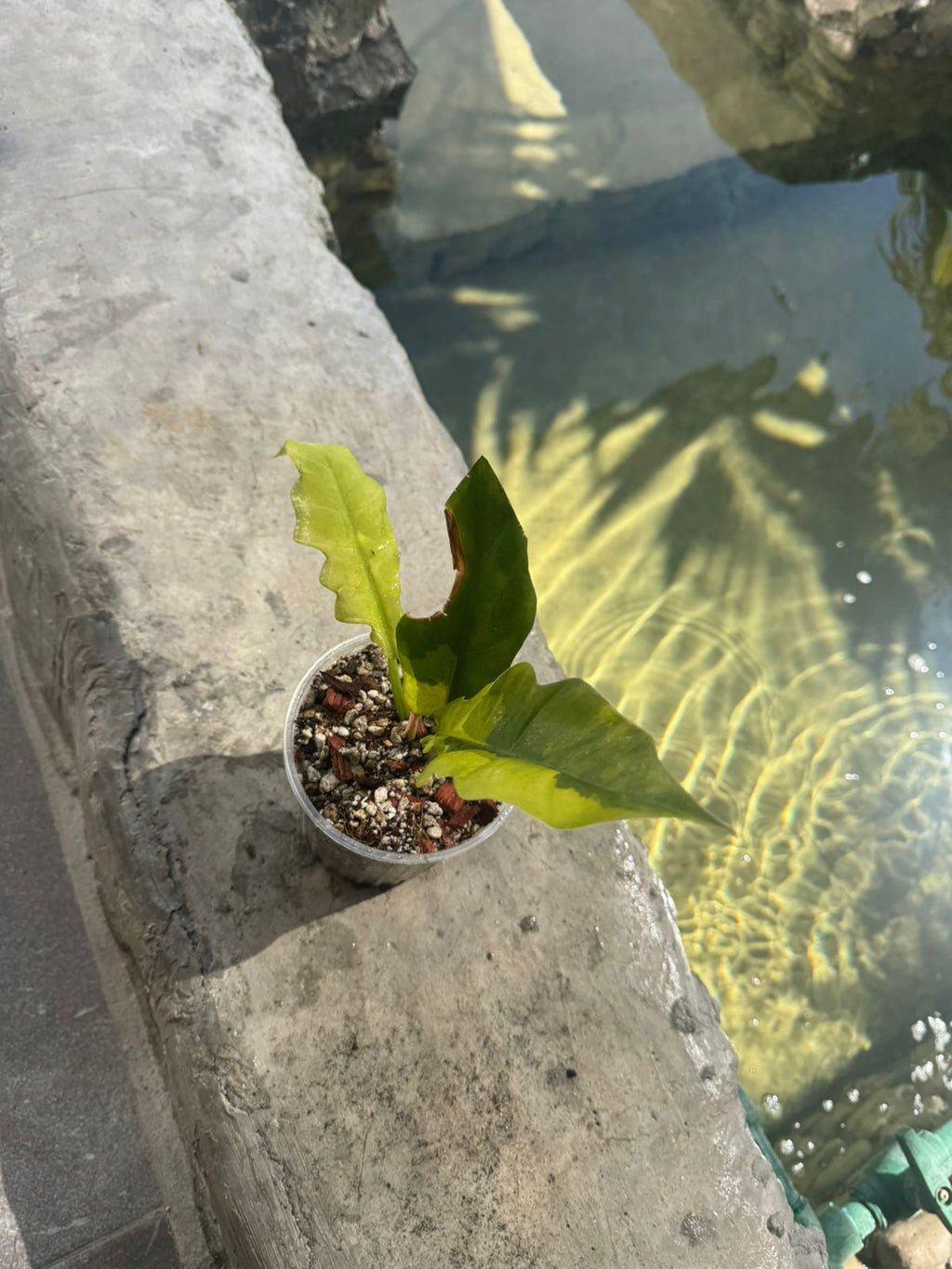 Jungle boogie variegado