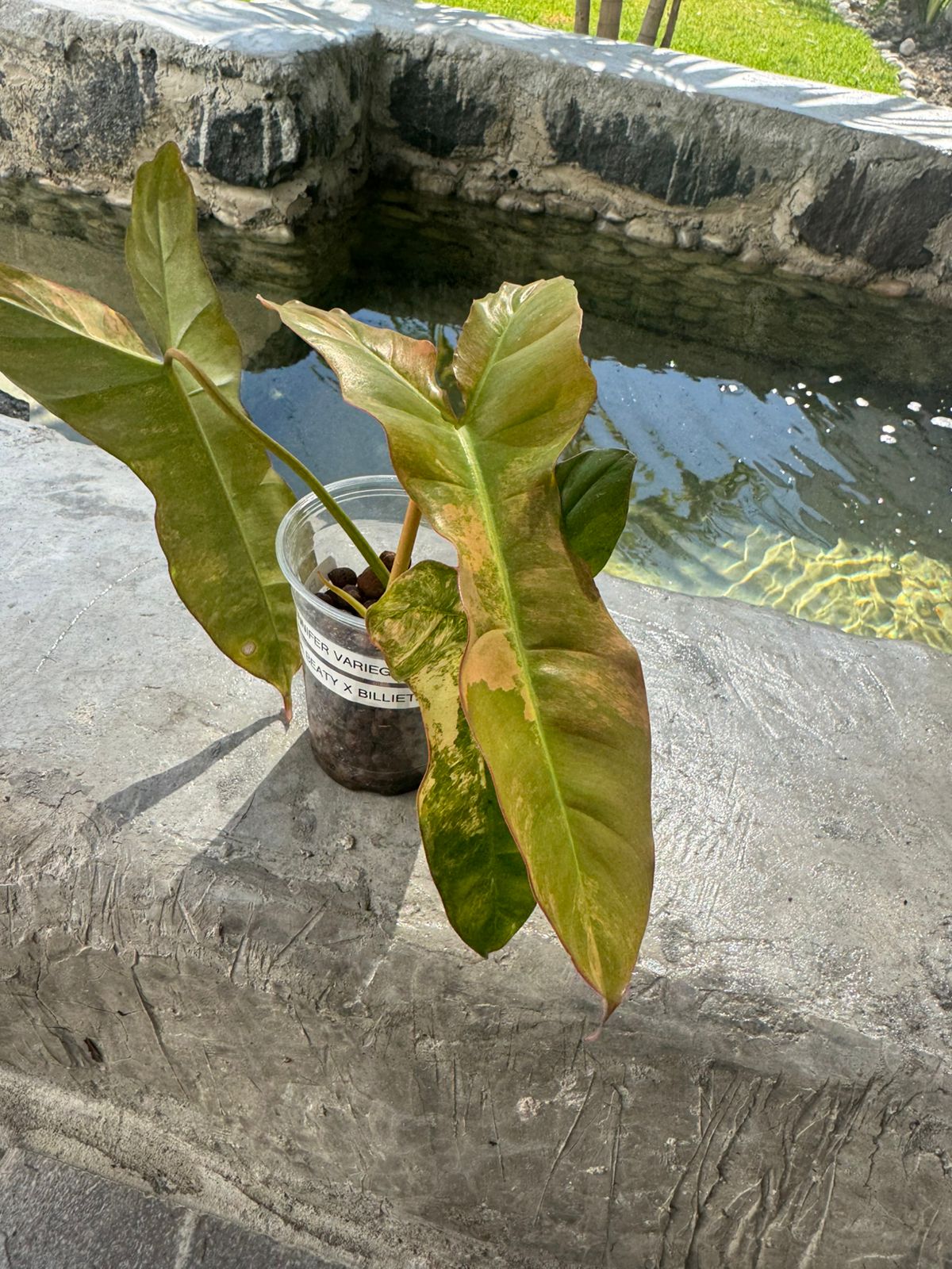 Jennifer variegado, Florida Beauty x billietiae variegado