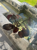 Orange princess galaxy