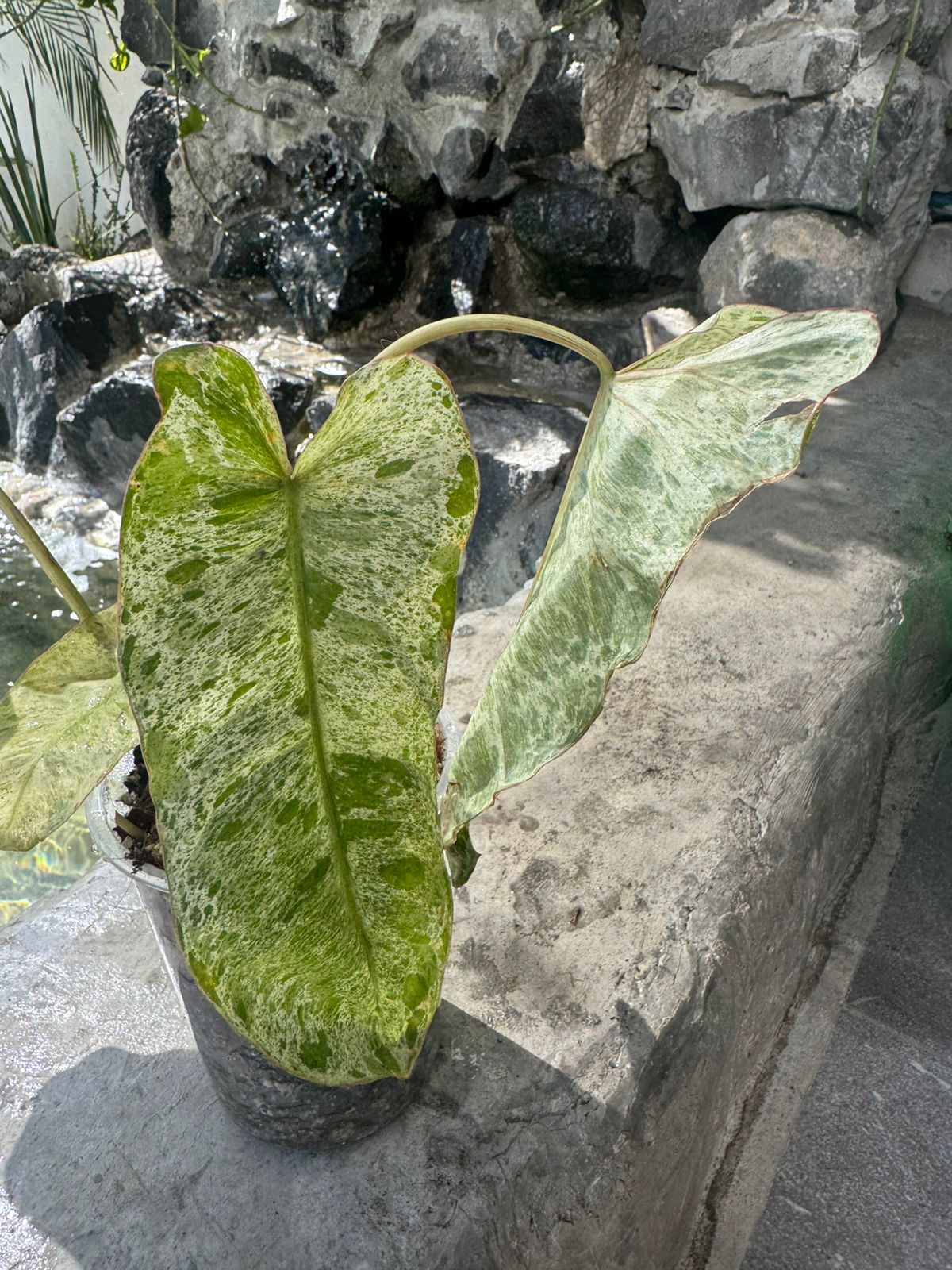 Paraíso verde x squamiferum variegado