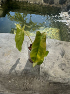 Florida beauty x paraíso verde