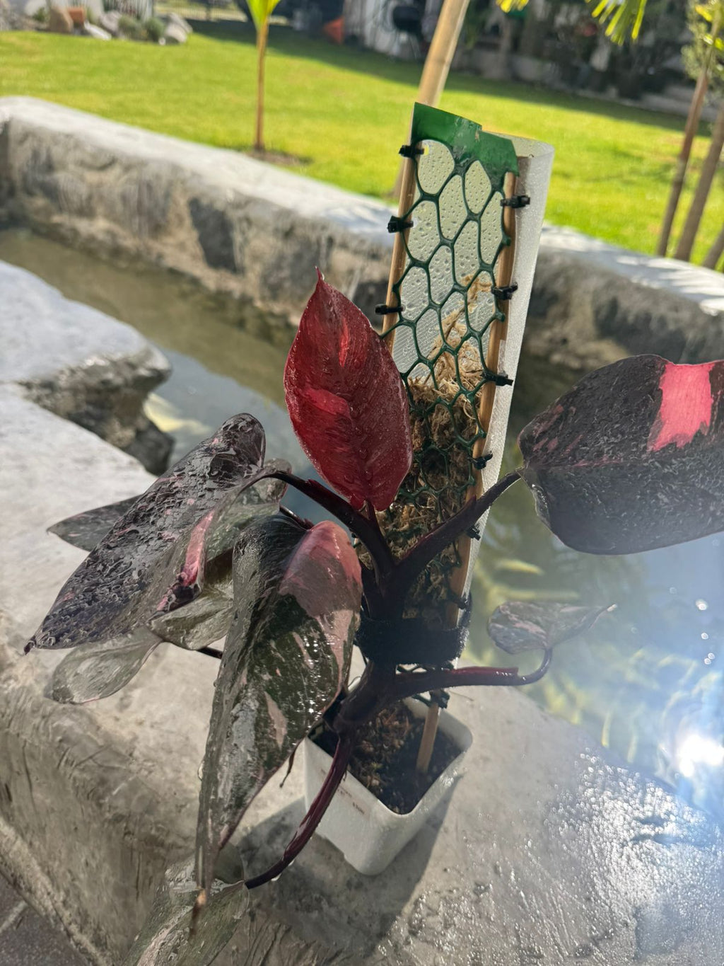 Pink princess galaxi