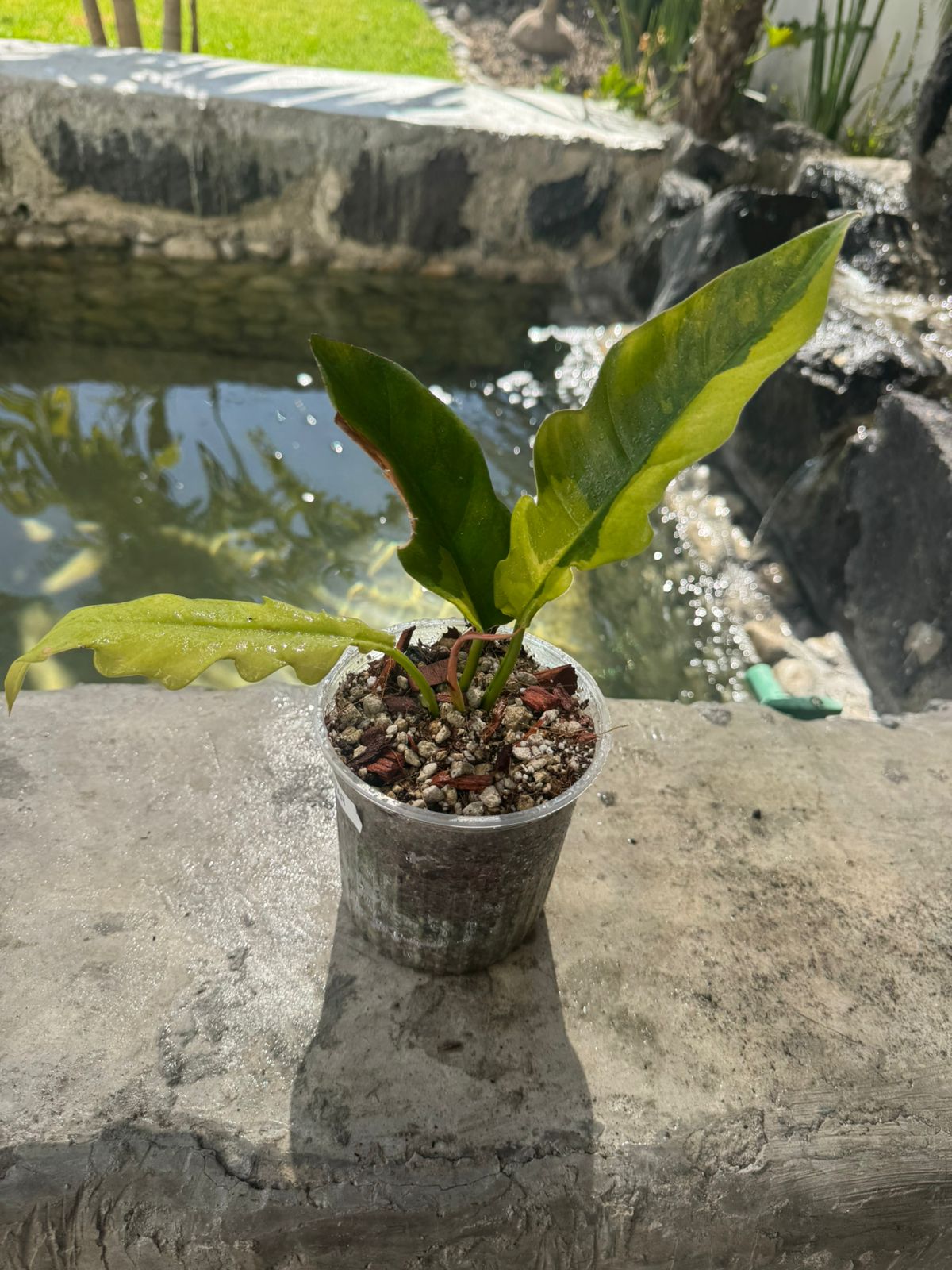 Jungle boogie variegado