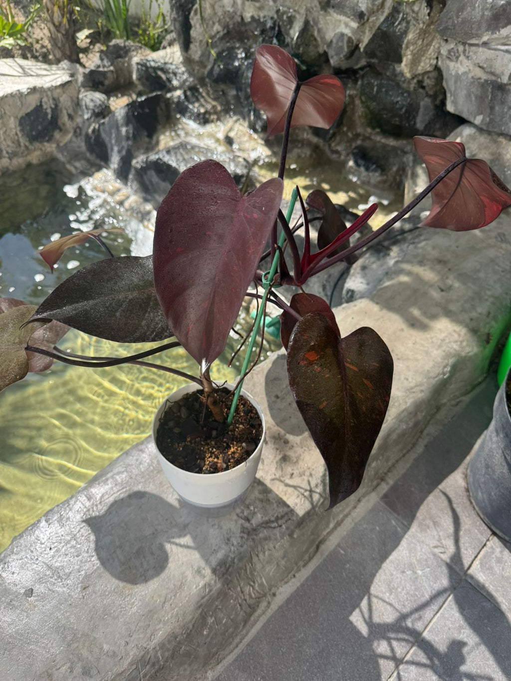 Orange princess galaxy