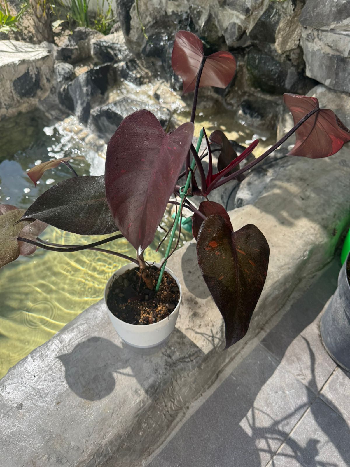 Orange princess galaxy