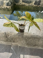 Jennifer variegado, Florida Beauty x billietiae variegado