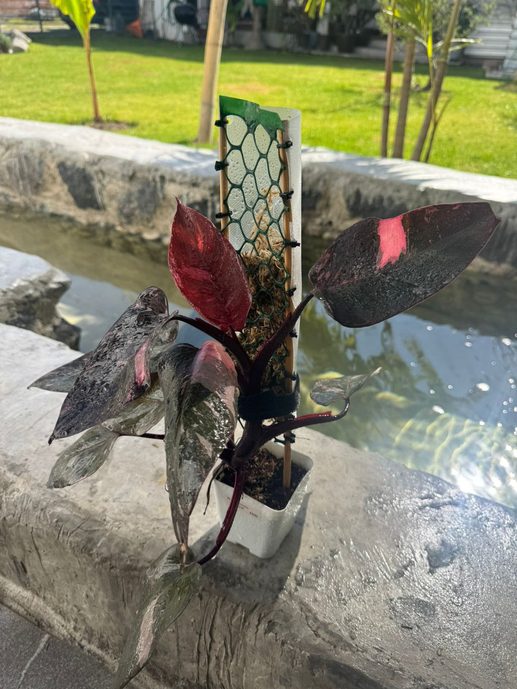 Pink princess galaxi