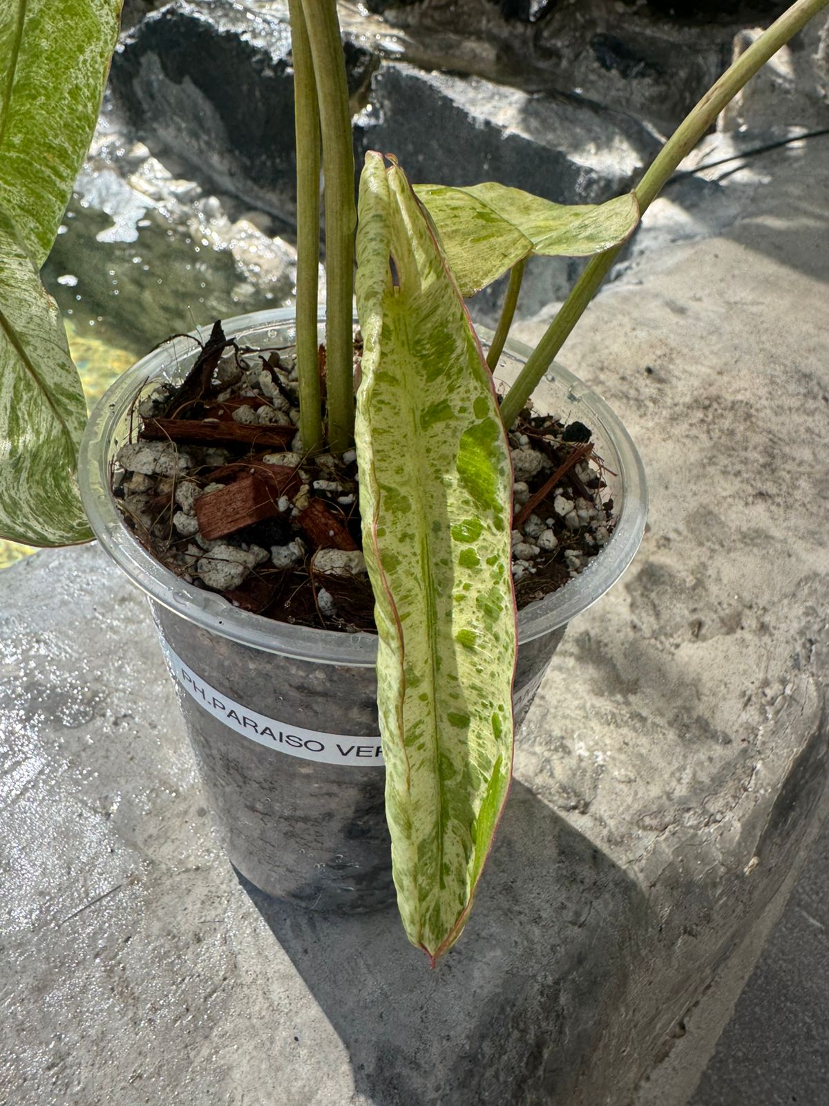 Paraíso verde x squamiferum variegado