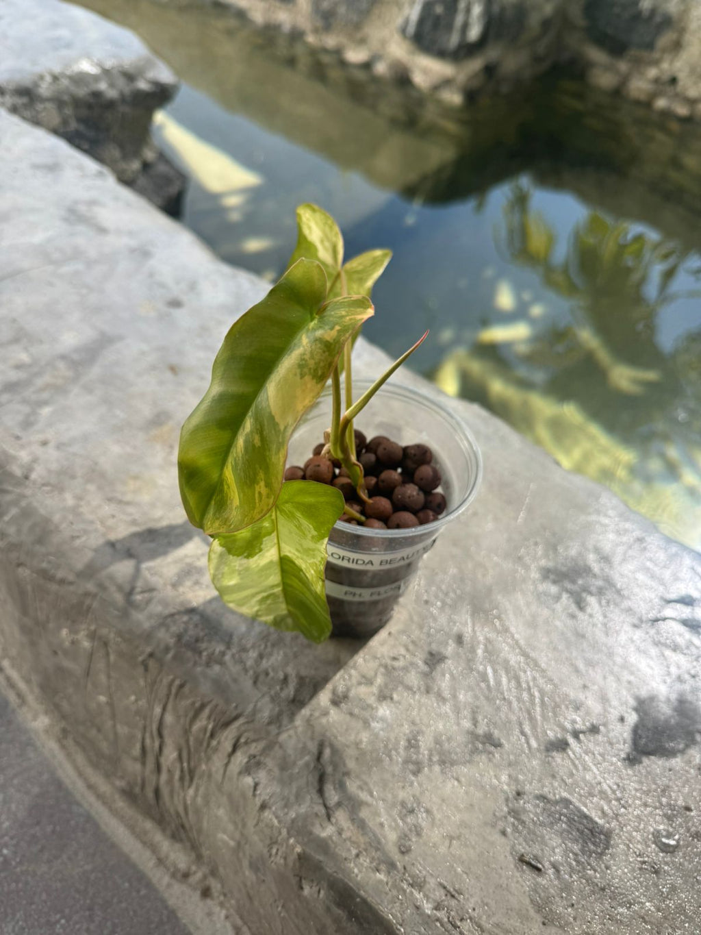 Florida beauty x paraíso verde