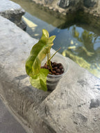 Florida beauty x paraíso verde