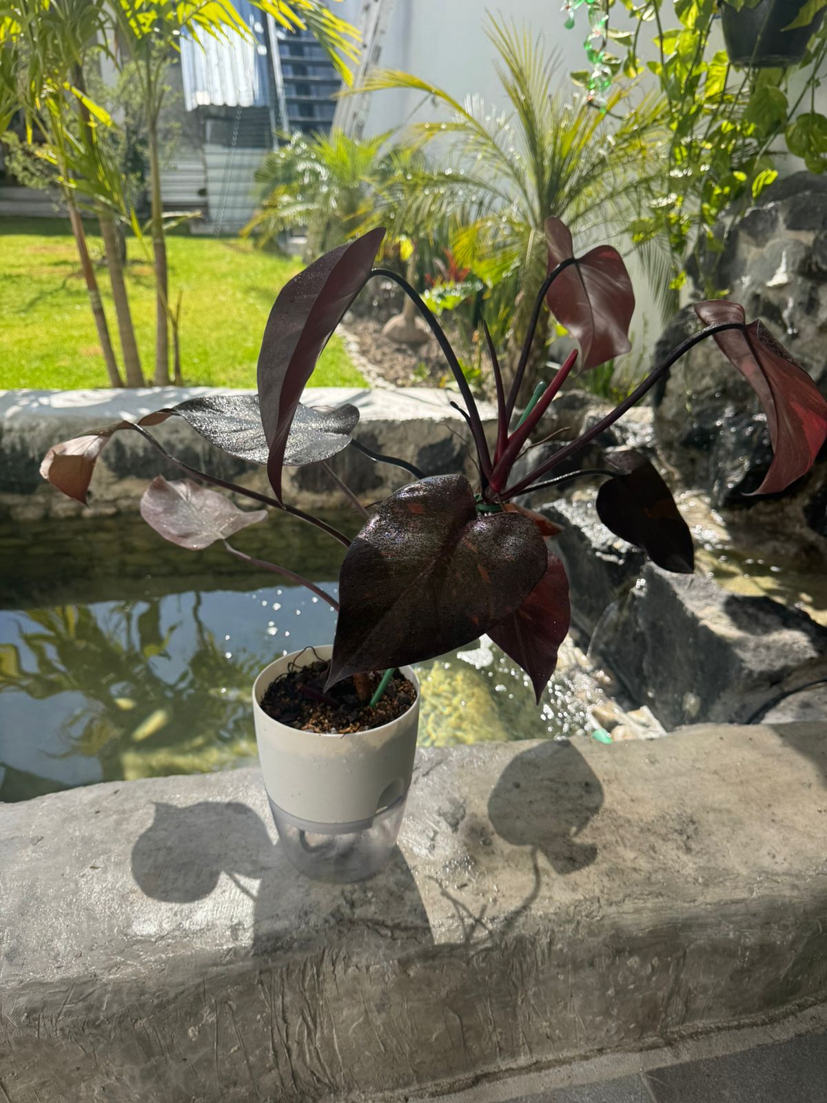 Orange princess galaxy