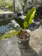 Jungle boogie variegado