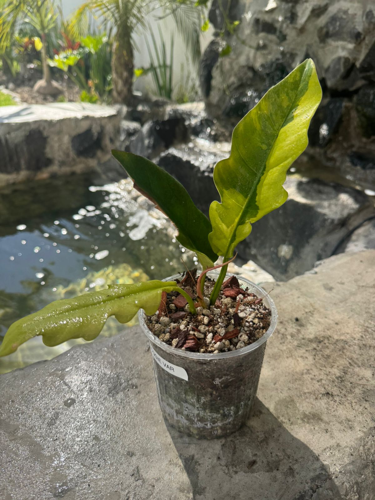 Jungle boogie variegado