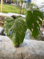 Deliciosa White Monster