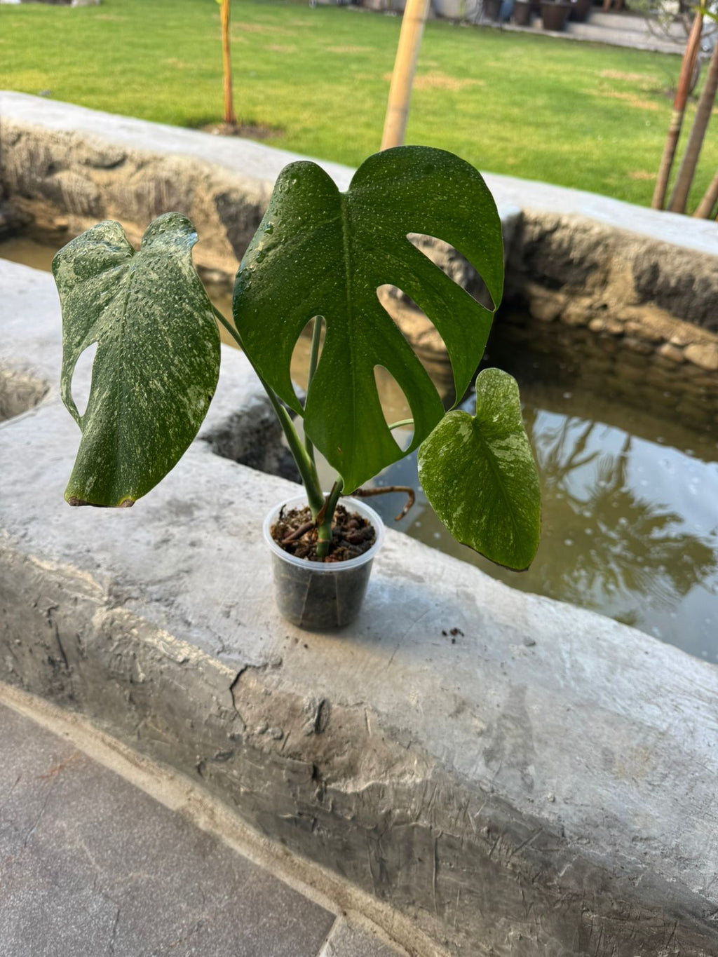 Deliciosa White Monster