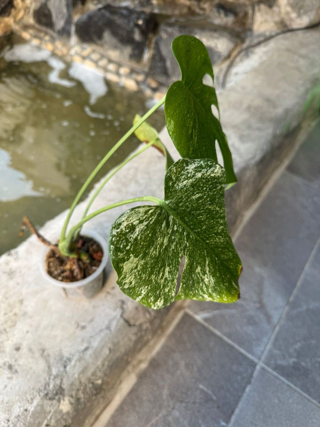 Deliciosa White Monster