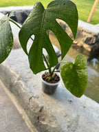 Deliciosa White Monster