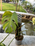 Áurea