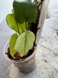 Deliciosa Mint