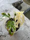 Adasonii Variegada