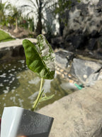 Alocasia Frydek Variegada