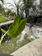 Alocasia Frydek Variegada