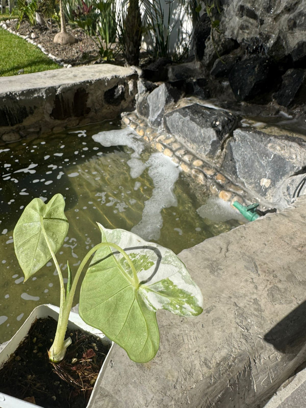 Alocasia Frydek Variegada