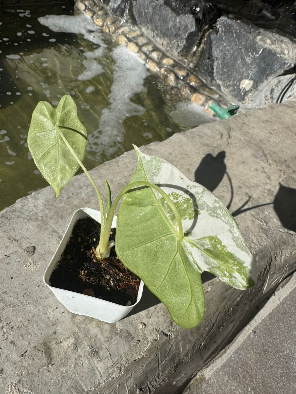 Alocasia Frydek Variegada