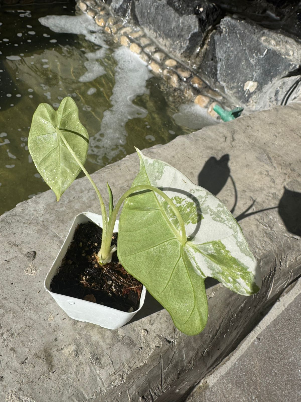 Alocasia Frydek Variegada