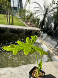 Alocasia Portei