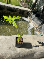 Alocasia Portei