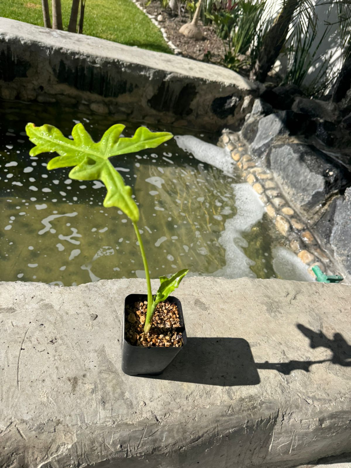 Alocasia Portei