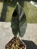 Antoro Velvet
